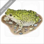 Western Green Toad stock image
