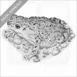 Western Green Toad