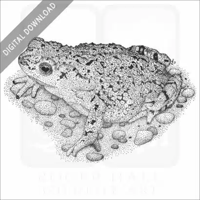 Western Green Toad