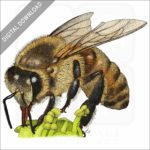 Western Honey Bee stock image