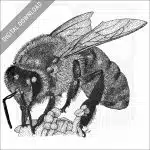 Western Honey Bee
