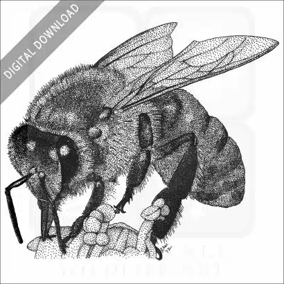 Western Honey Bee