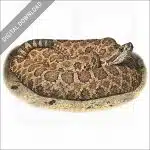 Western Massasauga stock image