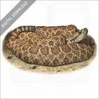 Western Massasauga stock image