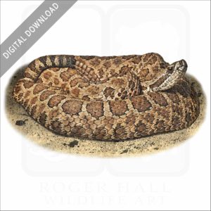 Western Massasauga stock image