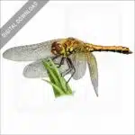 Western Meadowhawk Dragonfly stock image