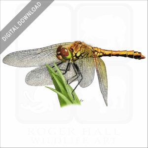 Western Meadowhawk Dragonfly stock image
