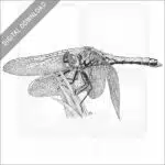 Western Meadowhawk Dragonfly