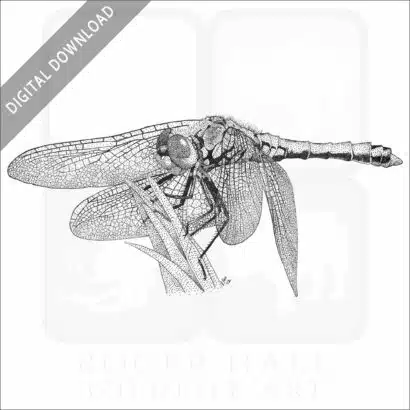 Western Meadowhawk Dragonfly