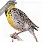 Western Meadowlark stock image