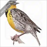 Western Meadowlark stock image