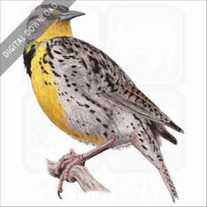 Western Meadowlark stock image