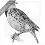 Western Meadowlark