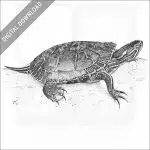 Western Painted Turtle
