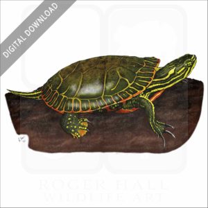 Western Painted Turtle stock image