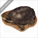 Western Pond Turtle stock image