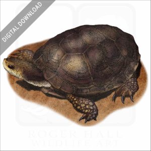 Western Pond Turtle stock image