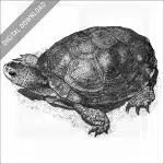Western Pond Turtle