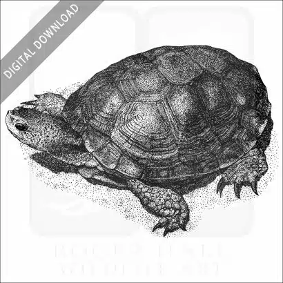 Western Pond Turtle