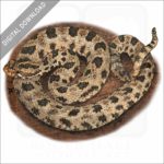 Western Pygmy Rattlesnake stock image