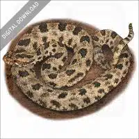 Western Pygmy Rattlesnake stock image