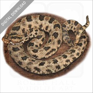 Western Pygmy Rattlesnake stock image