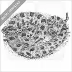 Western Pygmy Rattlesnake
