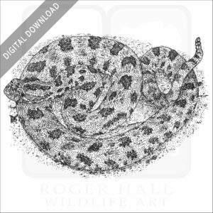 Western Pygmy Rattlesnake