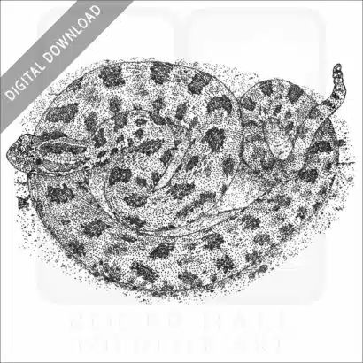 Western Pygmy Rattlesnake