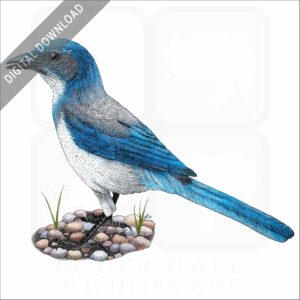 California Scrub Jay stock image