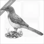 California Scrub Jay