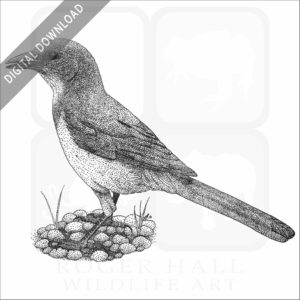 California Scrub Jay