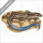 Western Skink stock image