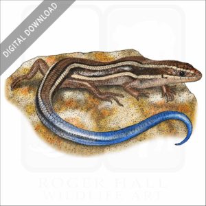 Western Skink stock image