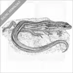 Western Skink