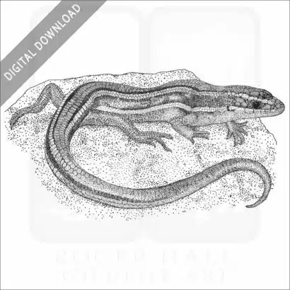 Western Skink