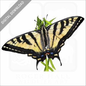Western Tiger Swallowtail Butterfly stock image
