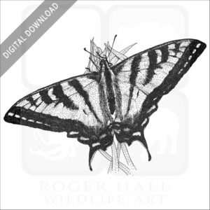 Western Tiger Swallowtail Butterfly