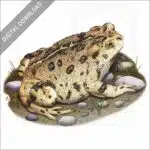 Western Toad stock art