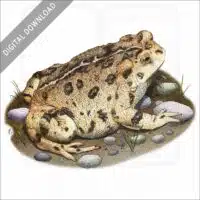 Western Toad stock art