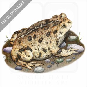 Western Toad stock art