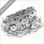 Western Toad