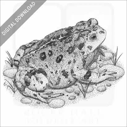 Western Toad