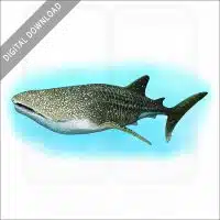 Whale Shark stock image