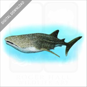 Whale Shark stock image