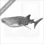 Whale Shark