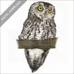 Whiskered Screech Owl stock image