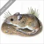 White-Footed Mouse stock image