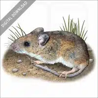White-Footed Mouse stock image