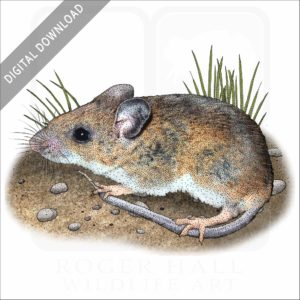 White-Footed Mouse stock image